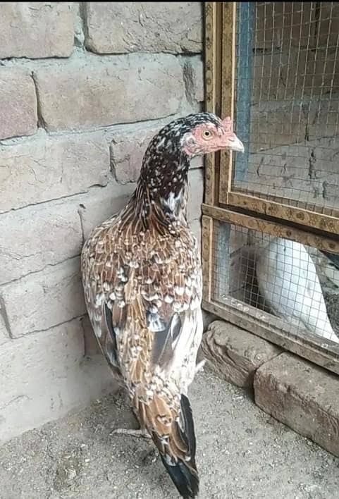 پرانی بلڈ لائن اصیل مادی اور پٹھے 5