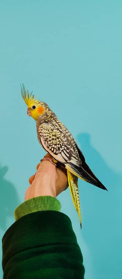 TAMED pearl cockatiel & Redeyes Opaline Roseicollis Lovebird pathay