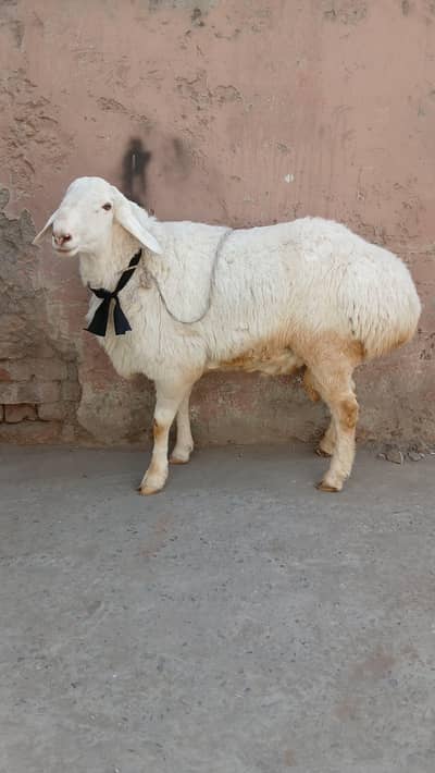 Dumba Talagan nasl wala for  sale