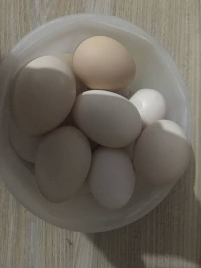 Fresh aseel eggs