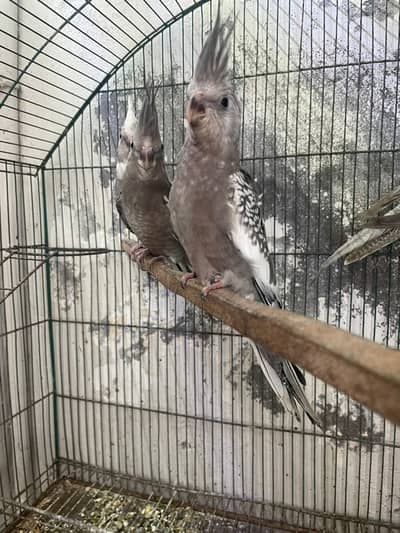 Cocktail self chicks