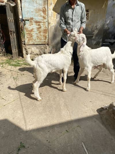 VIP cheez h orignal rajanpuri gulabi white eyes breader