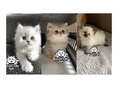 Persian British punch face piki face kitten cat available