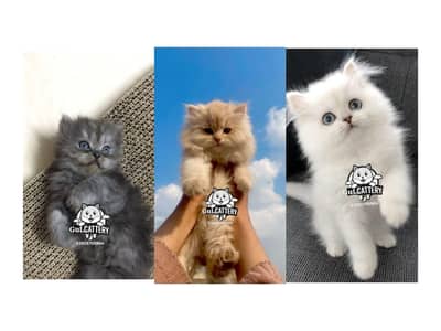Persian British punch face piki face kitten cat available