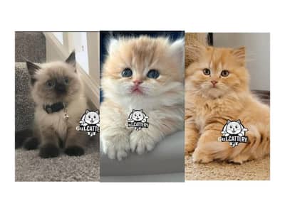 Persian British punch face piki face kitten cat available