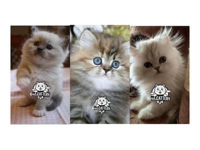 Persian British punch face piki face kitten cat available