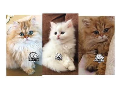 Persian British punch face piki face kitten cat available