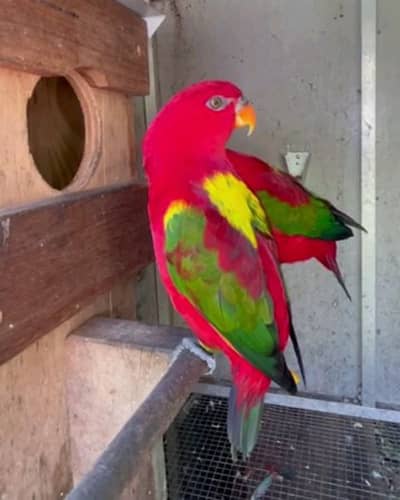 helthy active chattering lory for sale 03494878406wahtsap