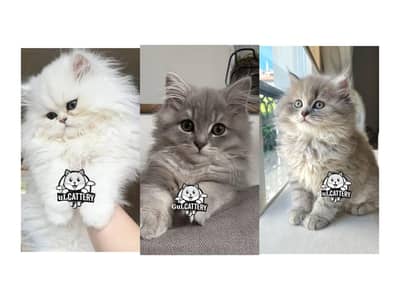 Persian British punch face piki face kitten cat available