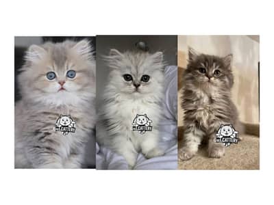 Persian British punch face piki face kitten cat available