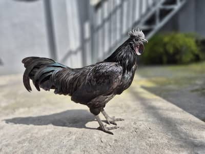 Golden Buff, Ayam Cemani, Sussex Chicks and eggs