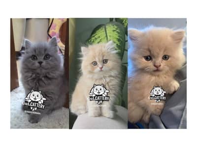 Persian British punch face piki face kitten cat available