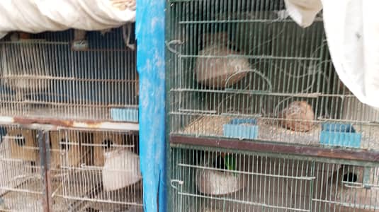 17 Lovebirds, 2 Finches & 6 Australian Budgies for Sale – Complete Se