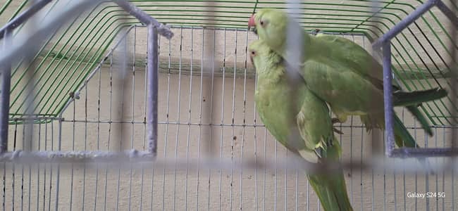 Green Parrot,  Hand tame