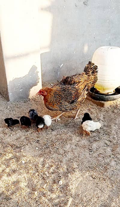 Golden Misri Murgi and Chick's