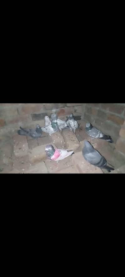 VIP parvazi bacha and kabootar jodo wala kabootar