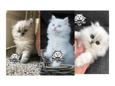 Persian British punch face piki face kitten cat available