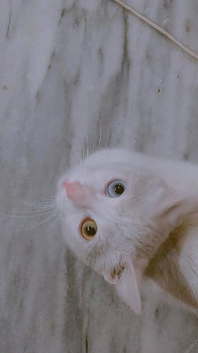 Single coat persian cat odd eyes