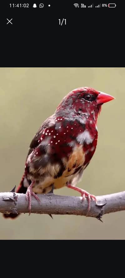 stawberies finches available for sale in lahore