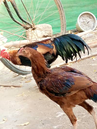 All setup for sell urgent