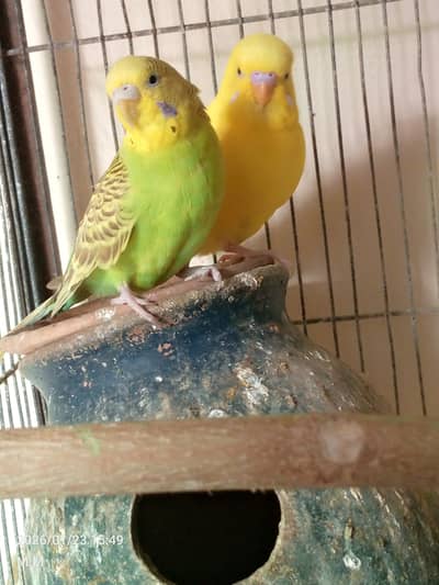 All setup for sell urgent، budgie