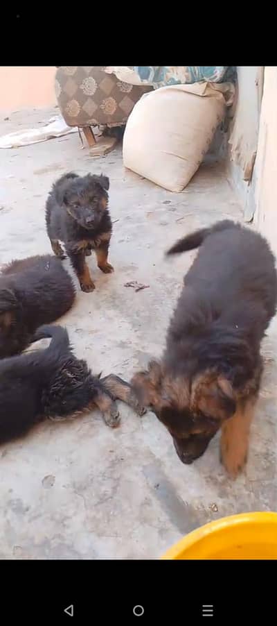 GSD puppies