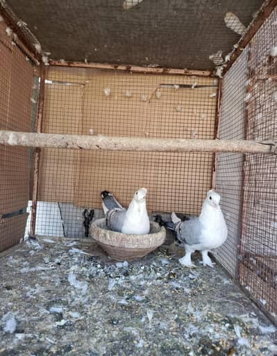 Fancy Blue satinette Pigeon Healthy Kabootar