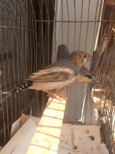 FINCH for sale