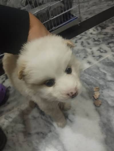 Helathy and lovely like toy bacho k sath khelta hai