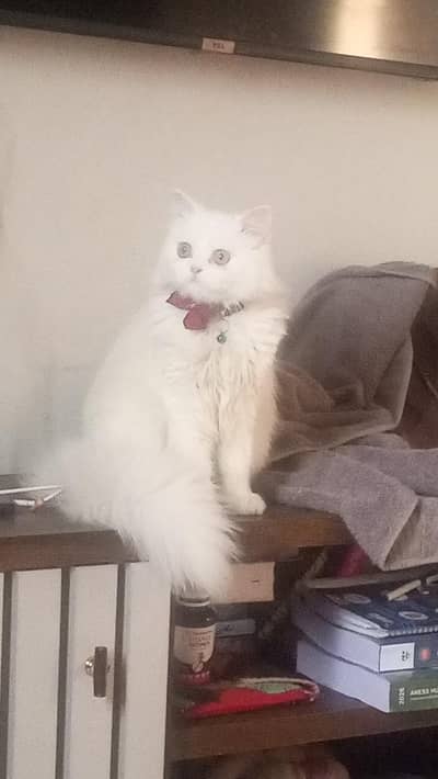 white persian cat