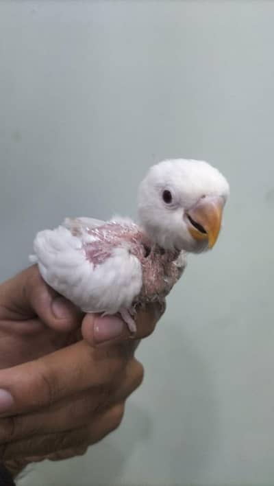 hand tame lovebirds and breeders pairs lovebirds available