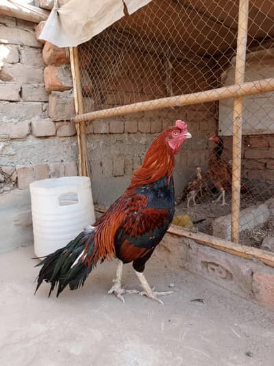 Lakha breeder