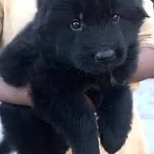 Black German shepherd puppies available for sale