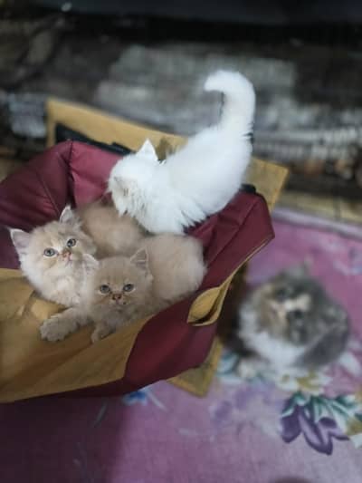 punch face triple cot kitens