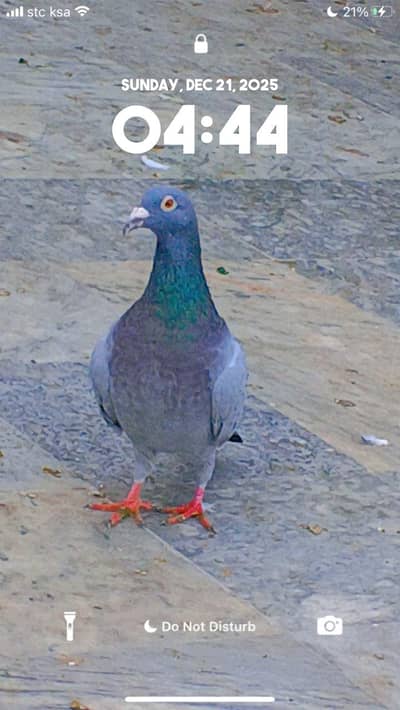 recer pigeon