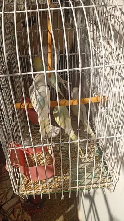 Australian Bajri Parrot