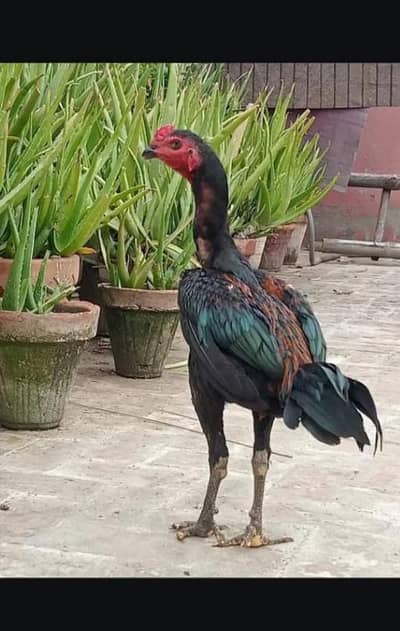 Turkish hint. burmi. thai. dragon. shamoo