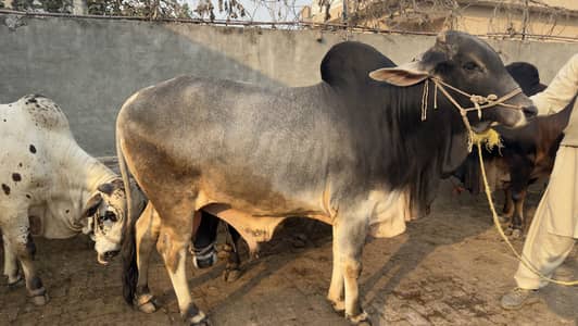 Bachara/ Bull/Wacha for both breeding or qurbani
