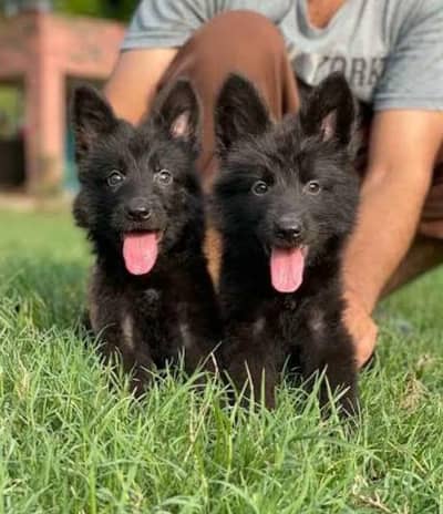 black shepherd puppies 03111968618