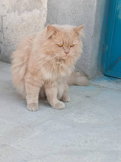 Male Persian Active