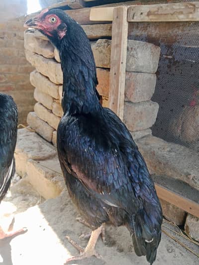 Mushki lasni Madi exchange possible