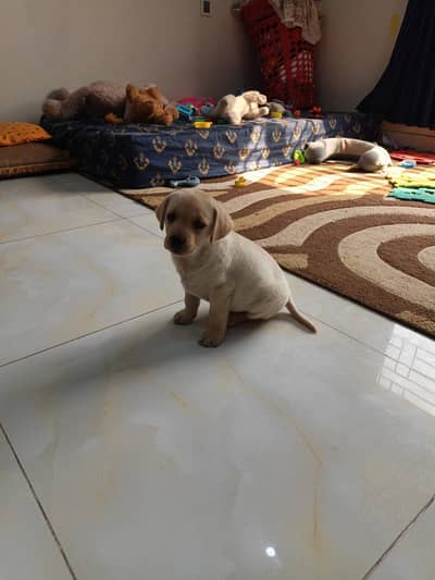 British Labra|Puppy|Dog