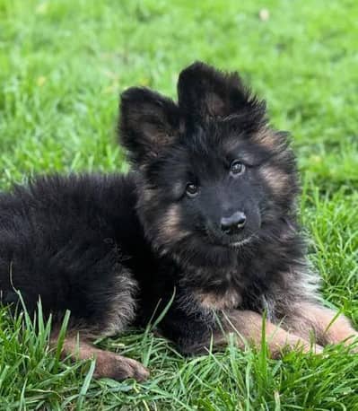 German shepherd puppies 03111968618