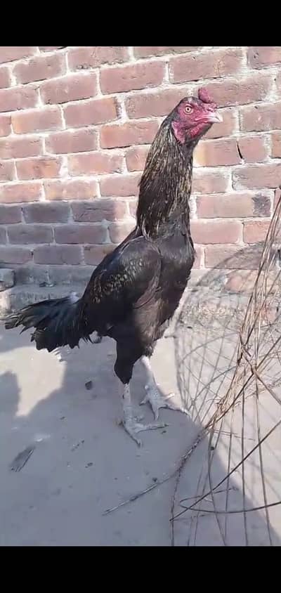 Thai Vatinam aseel Good class patha