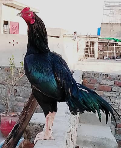 im selling sawa mushka high quality high demand