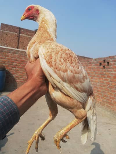 Aseel murgi Aseel hen