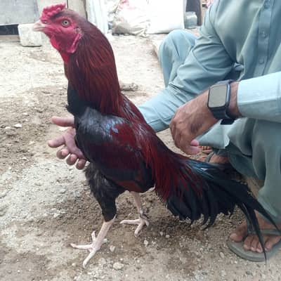 Aseel mianwali murgha for sale argent