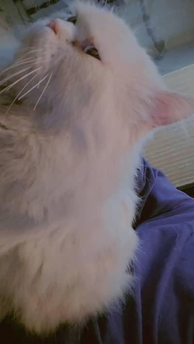 PERSION VACCINATED PAIR 2/3 COR