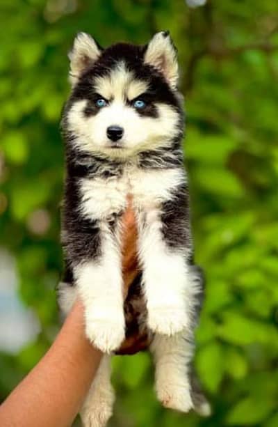husky puppies 03111968618
