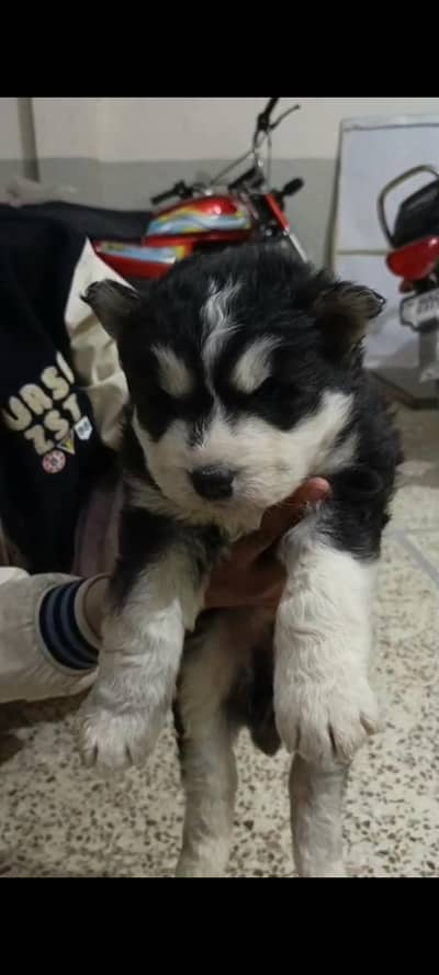 husky puppy